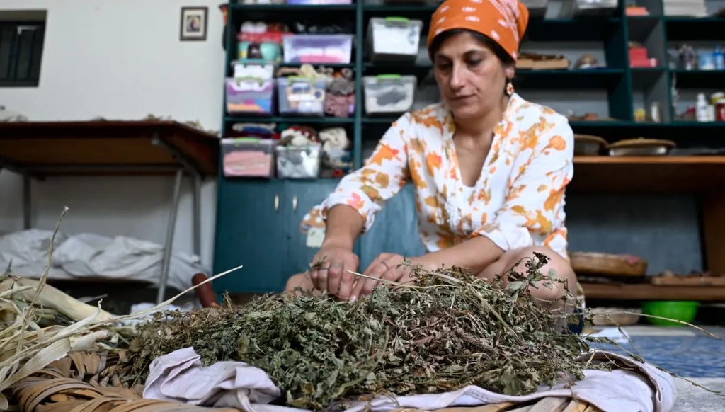 مونة "الزهورات"... إرث تحفظه الجدات من القطاف إلى أمسيات الشّتاء