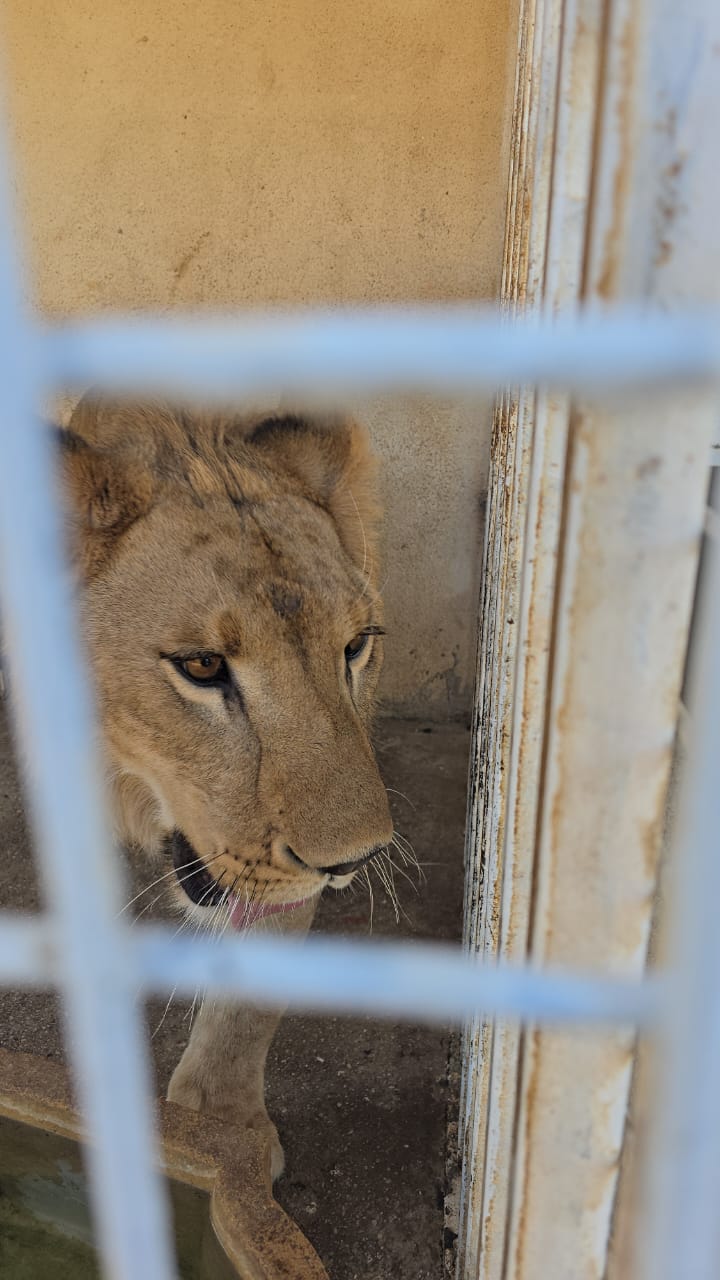 لاكي في حظيرته (النهار)