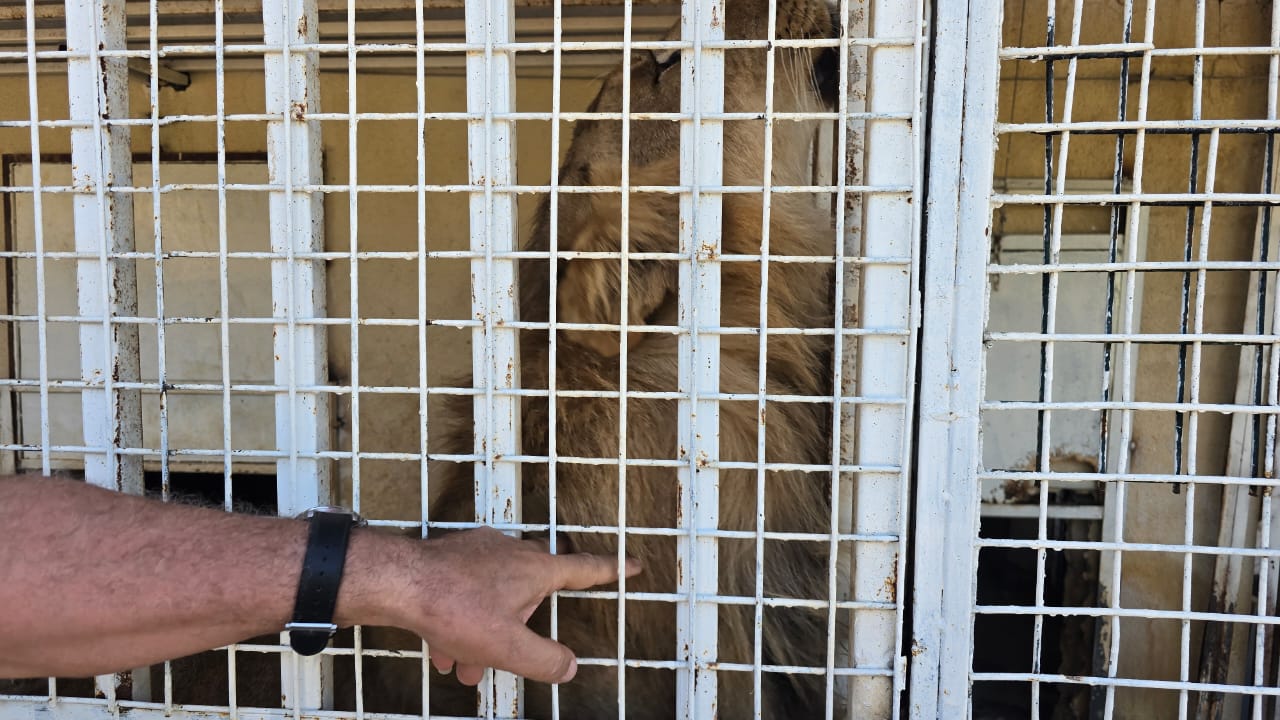 لاكي في حظيرته (النهار)