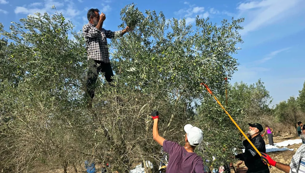 متطوعون من الشمال وصيدا يساهمون في قطاف موسم الزيتون في بلدة جبشيت. (أحمد منتش)