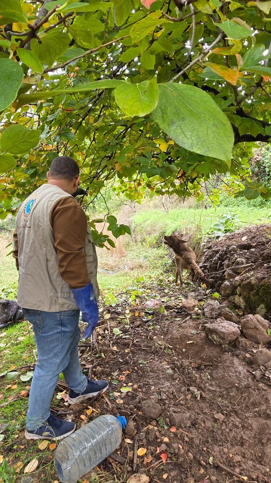 العثور على ضبع في بلدة مشمش شمالي لبنان. (ميشال حلاق)