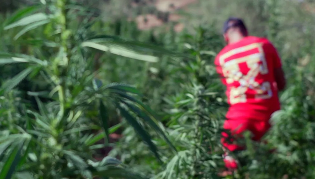 خلاف على تعيين الهيئة الناظمة للقنب الهندي