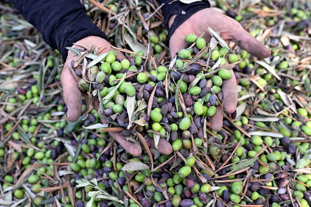 موسم قطاف الزيتون في الجنوب. (النهار)