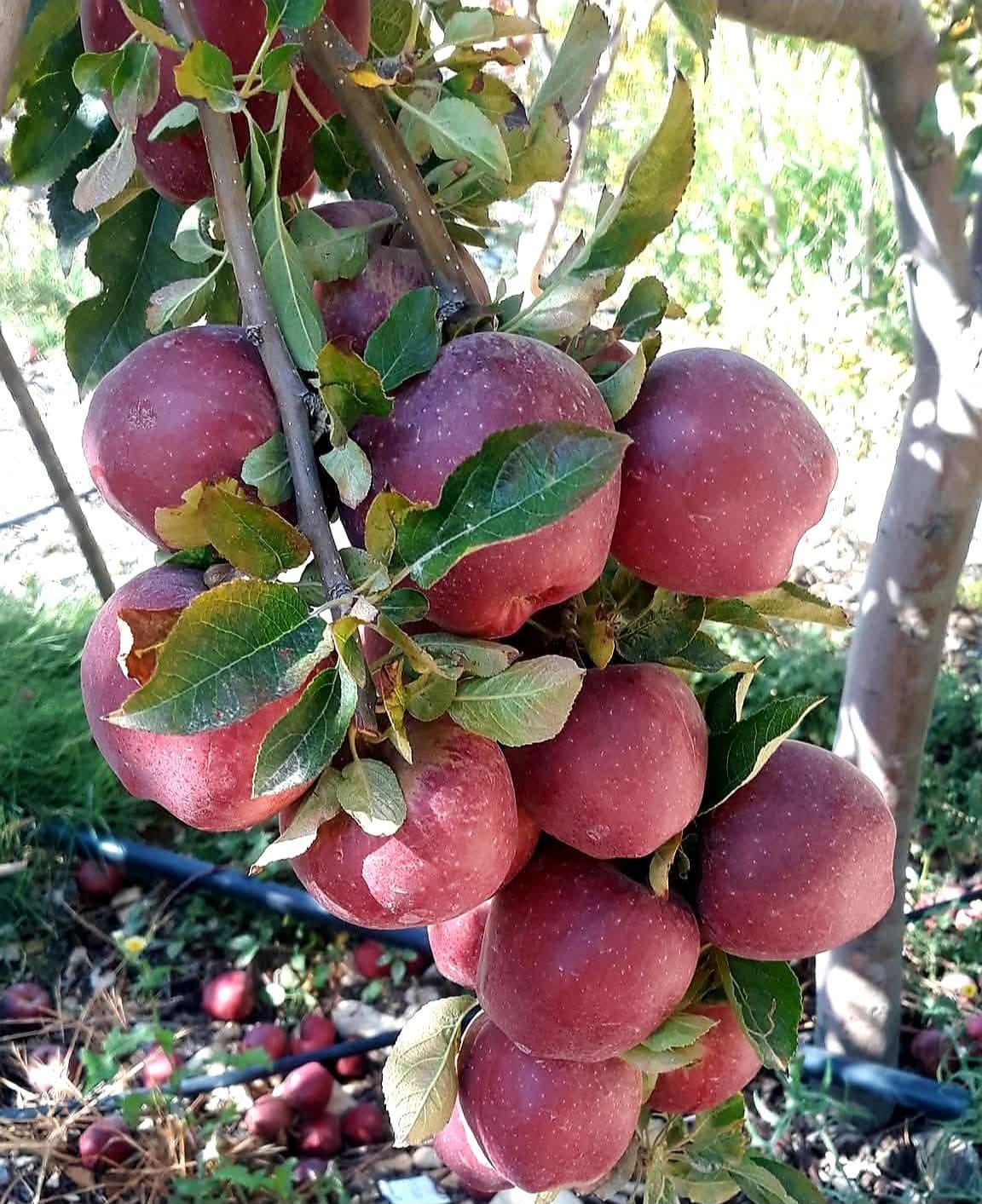 تفاح عكاري فائق الجودة. (ميشال حلاق)