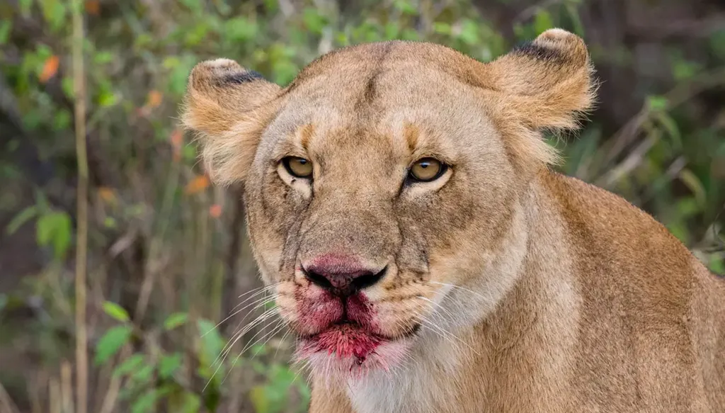 في البرازيل... لبؤة تقتل رجلاً اقتحم حظيرتها! (صور وفيديو)