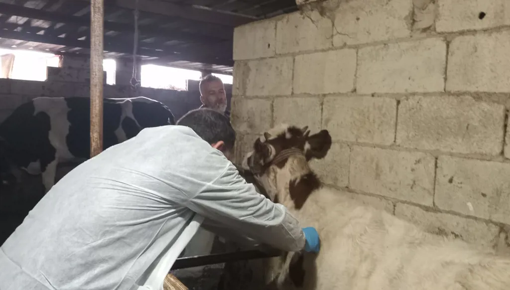 شمال لبنان... جهود مستمرّة لمواجهة مرض الحمى القلاعية (صور)