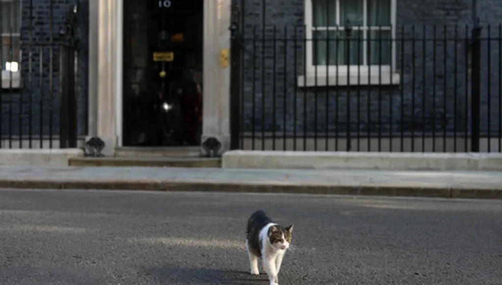 Larry the cat, Chief Mouser to the Cabinet Office leaves 10 Downing Street during a cabinet meeting in London, Tuesday, May 12, 2026 as Britain's Prime Minister Keir Starmer is facing the biggest threat yet to his authority after a growing number of disaffected lawmakers called for him to step down.(AP Photo/Kirsty Wigglesworth)
