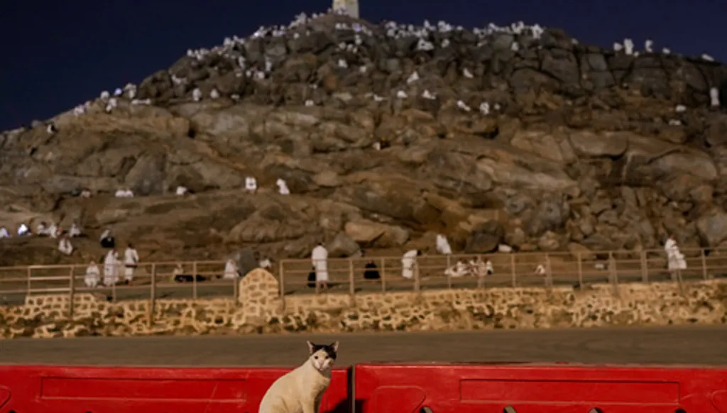 A cat is seen in the foreground as Muslim pilgrims pray at top of the rocky hill known as the Mountain of Mercy, on the Plain of Arafat, during the annual Hajj pilgrimage near the holy city of Mecca, Saudi Arabia, Tuesday, May 26, 2026. (AP Photo/Altaf Qadri)