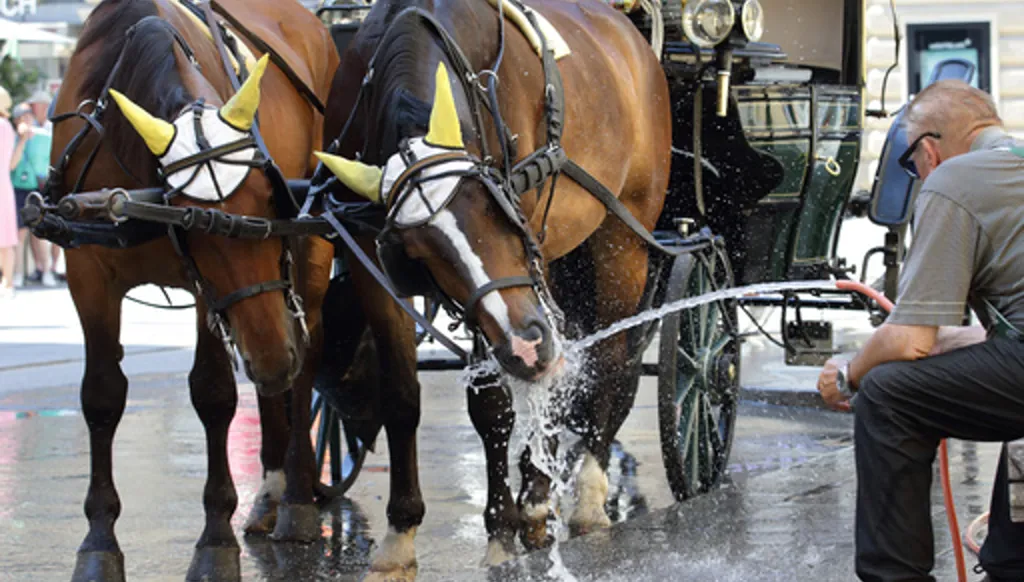 A Fiaker horse carriage rider cools his horses on a hot summer day in the city center of Vienna, Austria, Saturday, June 27, 2026. (AP Photo/Heinz-Peter Bader)