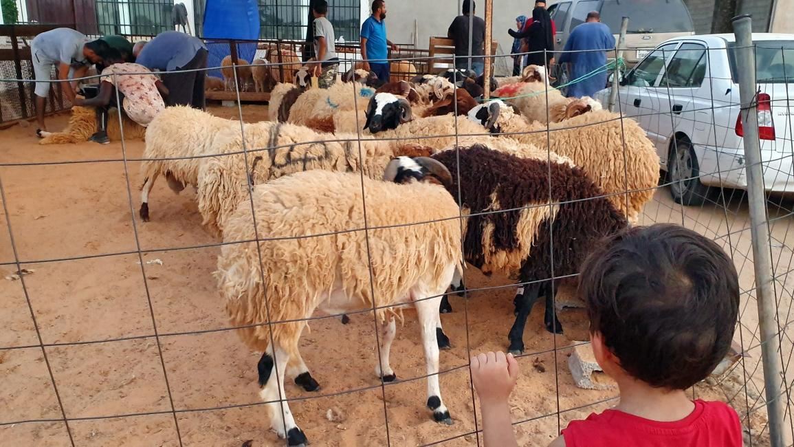الثروة الحيوانية في ليبيا تتناقص... وأسعار "جنونية" قبل عيد الأضحى