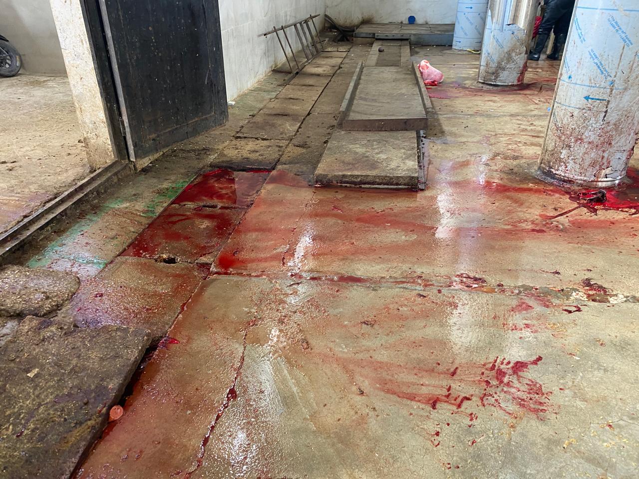 من داخل المسلخ (متداول).