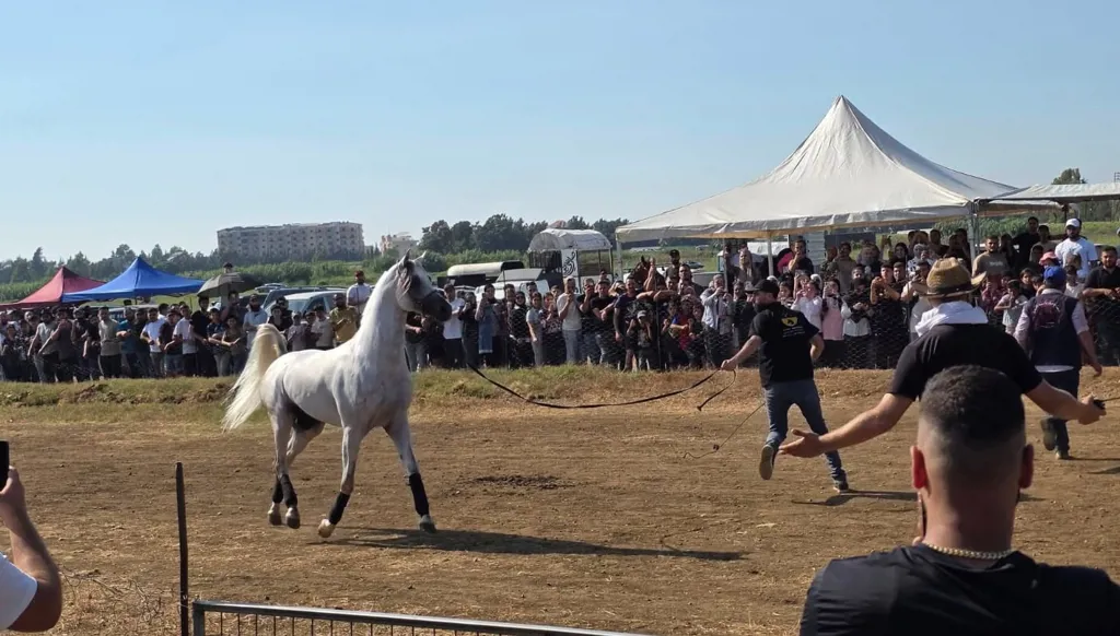 سباقات الخيول العربية في عكار شمال لبنان... تراث يتجدد ورياضة تنتشر
