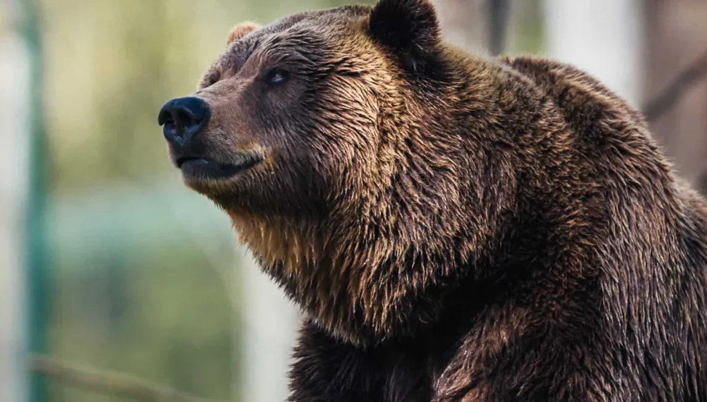 دبّ يتسبّب في إغلاق مطار وإلغاء رحلات!