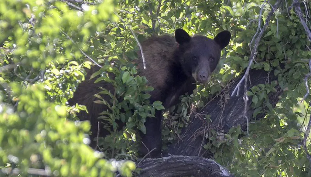 حادثة مأسوية... فلوريدا تسجّل أول هجوم قاتل لدب