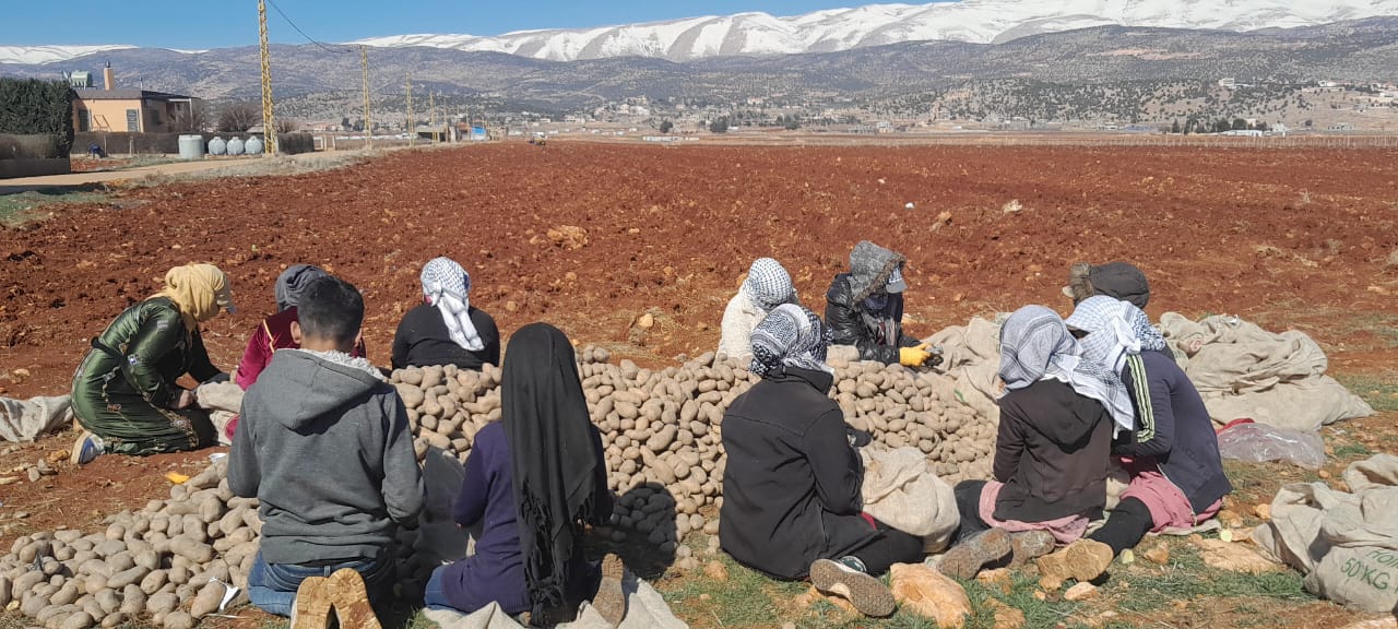 مزارعون يعملون في البطاطا في سهل البقاع (الصورة: لينا اسماعيل- النهار)