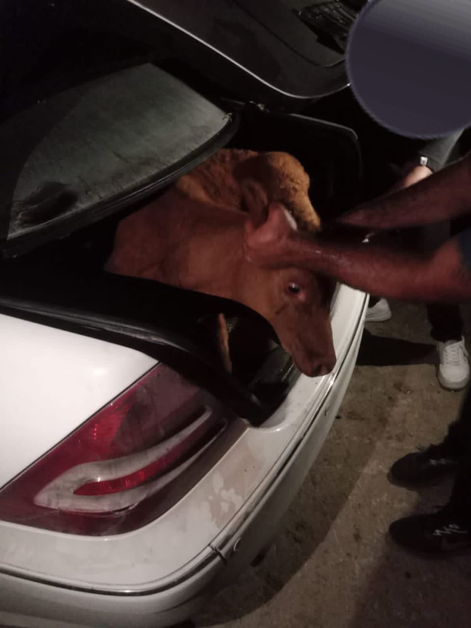 بقرة داخل سيارة بعد عبورها الحدود جنوبي لبنان (إكس).