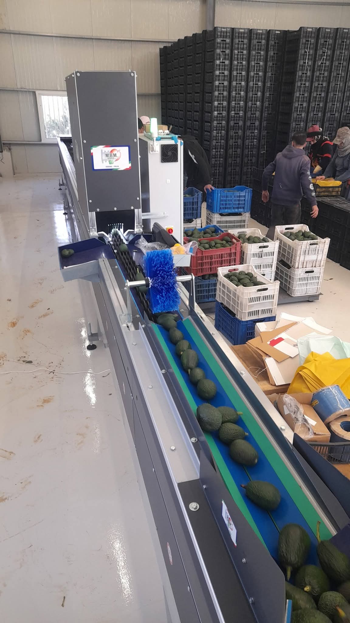 ماكينة فرز الافوكادو.