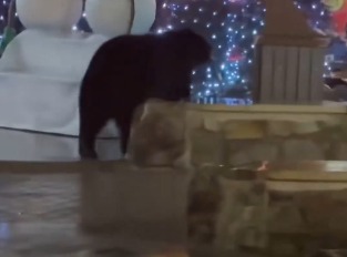 دب أسود يتجول في سوق عيد الميلاد (إكس)