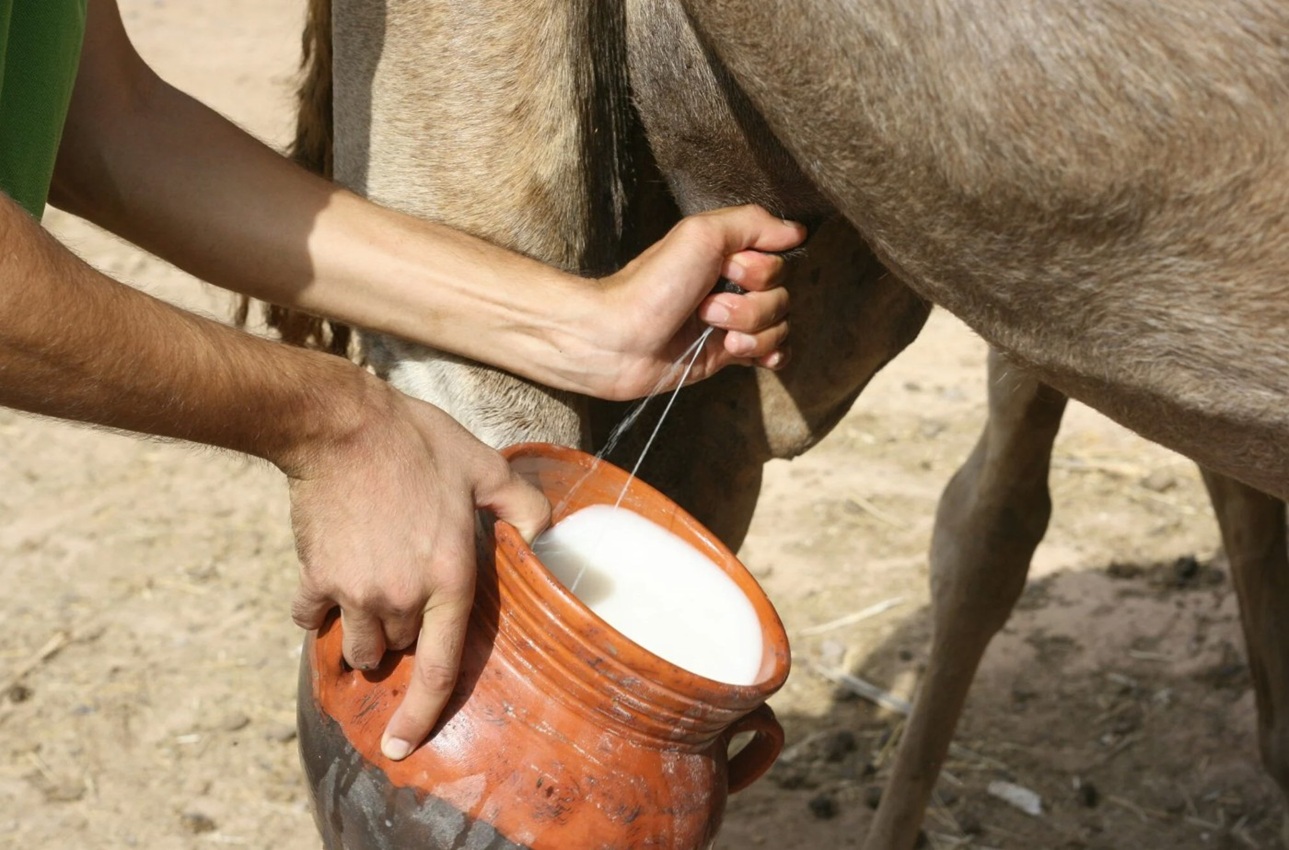 عملية حلب حليب الجمال في الإمارات (انترنت)