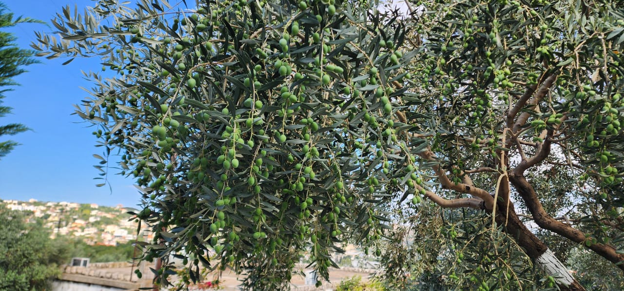 موسم خصب في عكار.
