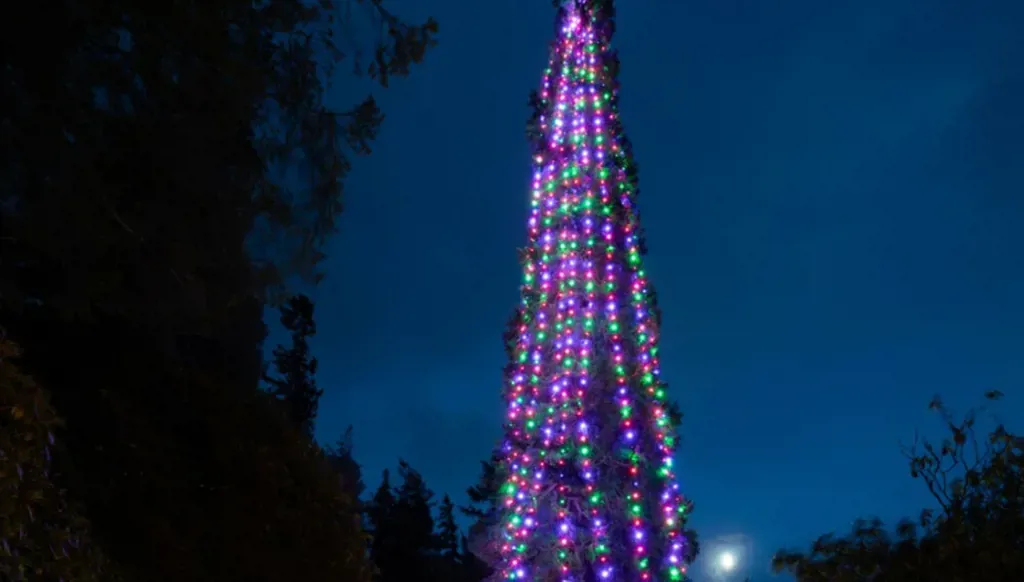 A new Guinness Record: The world’s tallest planted Christmas tree