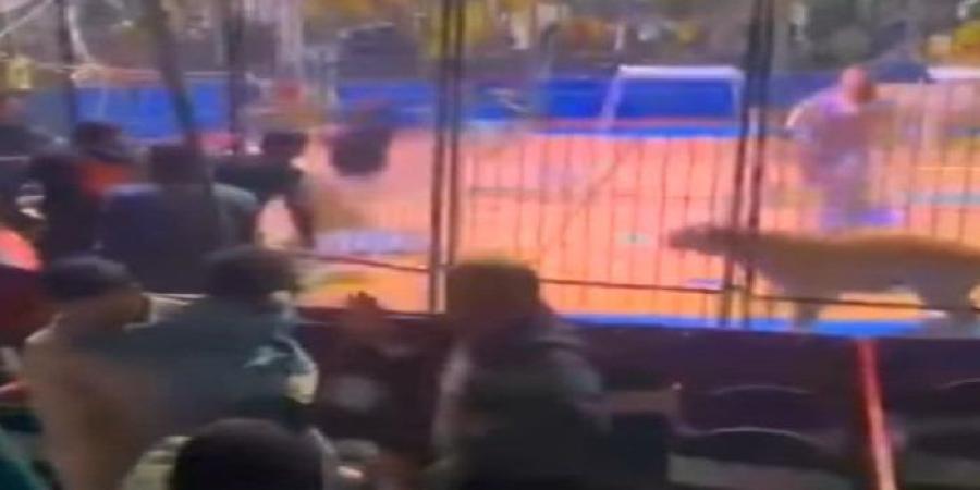 الاسد أثار الرعب بين الحاضرين