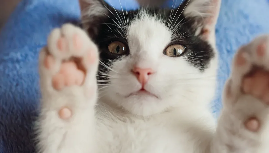 Did we domesticate cats or did they domesticate us?