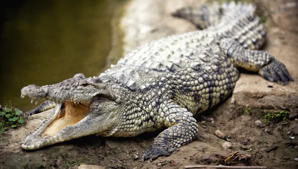إندونيسيا... تمساح يُنهي حياة ابن الـ14 عاماً!
