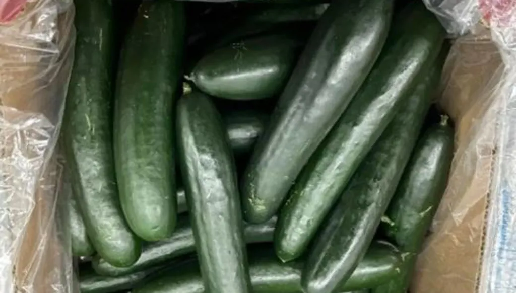 سحب الخيار من ولايات أميركية بسبب السالمونيلا