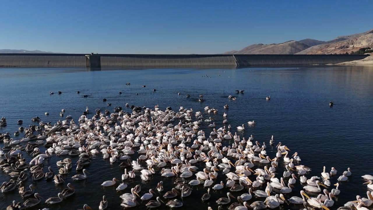 صورة للطيور المهاجرة في بحيرة القرعون (المصلحة الوطنية لنهر الليطاني)