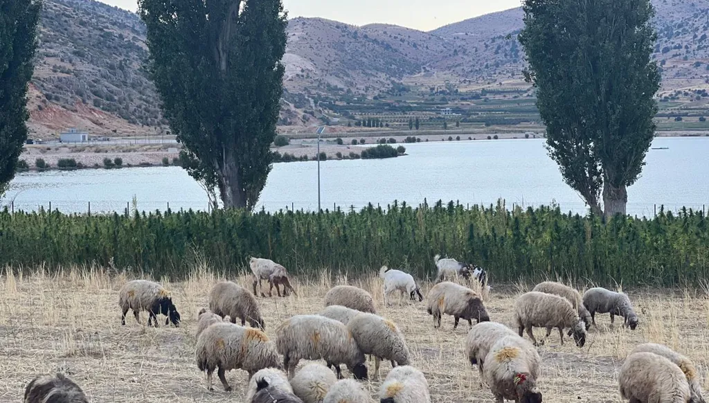 حين ينبت القنّب برعاية القانون... هل تُنقذ زراعة الحشيشة العلاقة بين المواطن والدولة؟