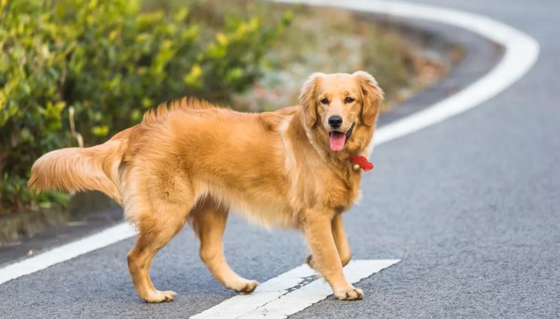 كلاب تهرب من الاختطاف وتقطع الطرقات معاً حتى النجاة في الصين (Freepik)