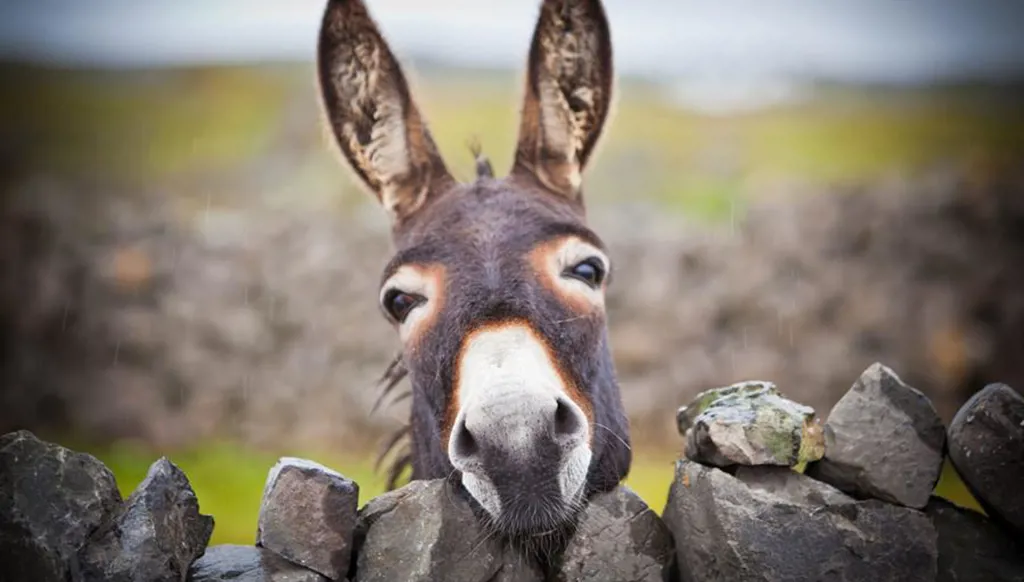 حل اضطراري... روسيا تلجأ لـ"الحمير" لتجنّب ضربات المسيرات الأوكرانية!‏