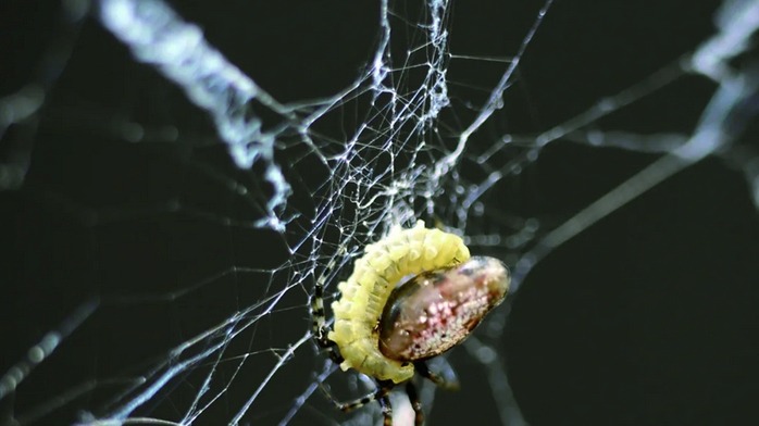 تتغذى الغالبية العظمى من اليرقات على النباتات (وكالات)