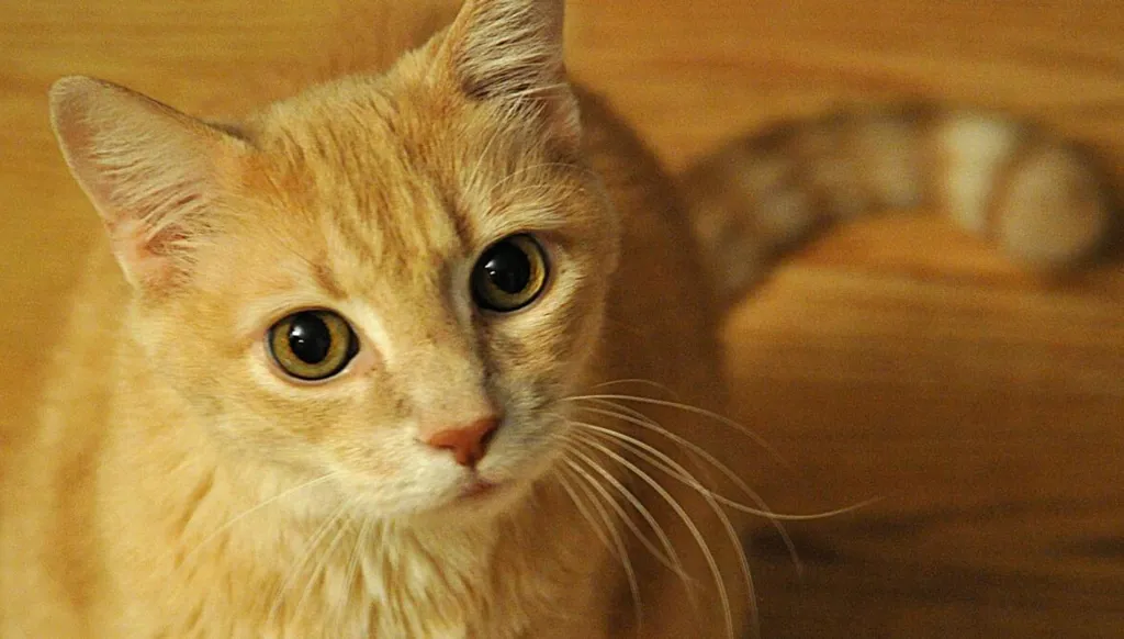 هل القطط ناكرة للجميل؟