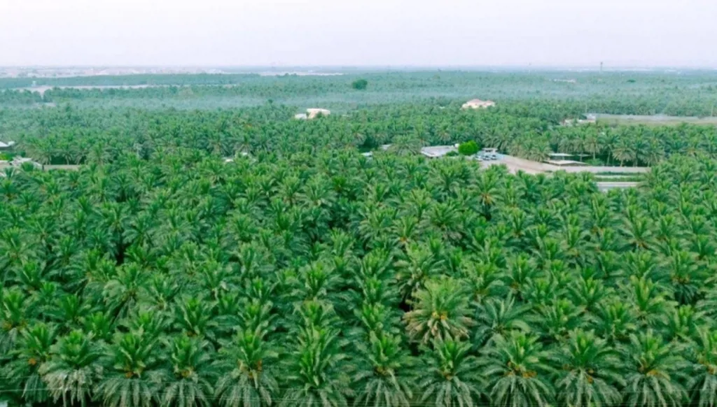 The Saudi Al-Ahsa Oasis: a tale of life in the heart of the desert.
