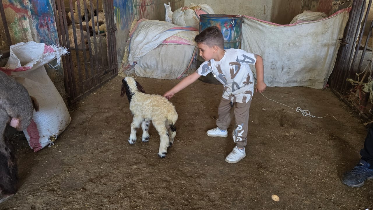 ...وللأطفال دورهم في انتقاء الأضحيات. (لينا إسماعيل)