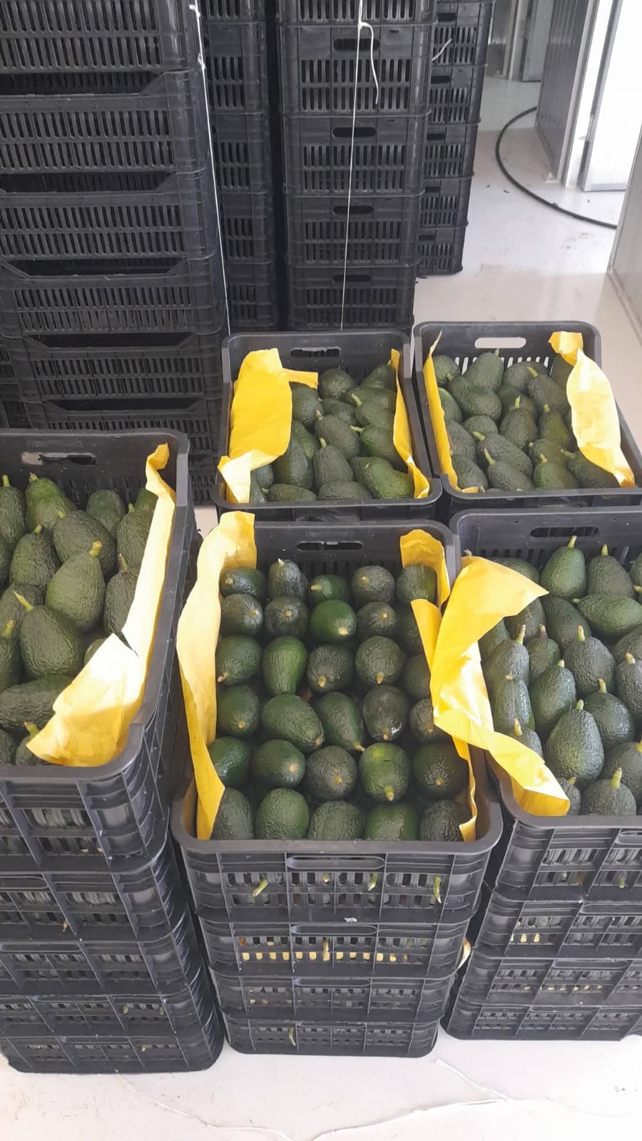 منتجات مميزة. (ميشال حلاق)