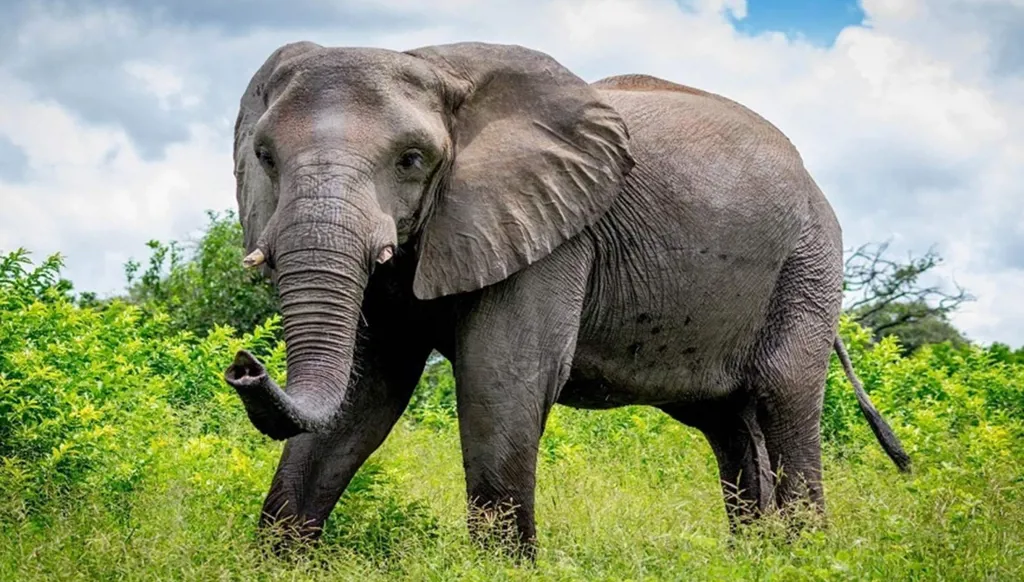 ابنة الـ8 سنوات تموت دهساً في إندونيسيا... تحت أقدام فيل!