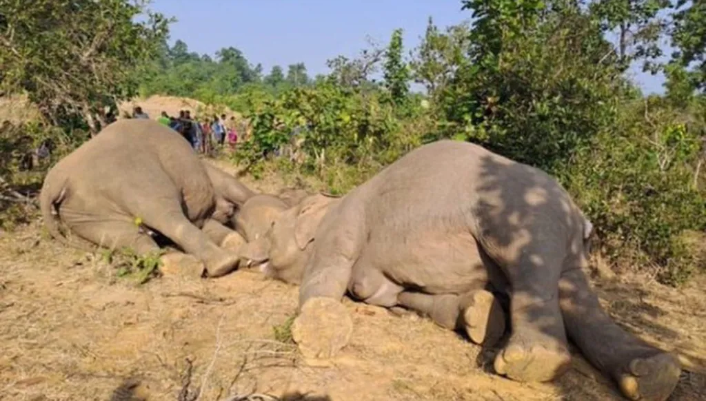 مقتل 7 أفيال بحادث قطار في الهند (فيديو)