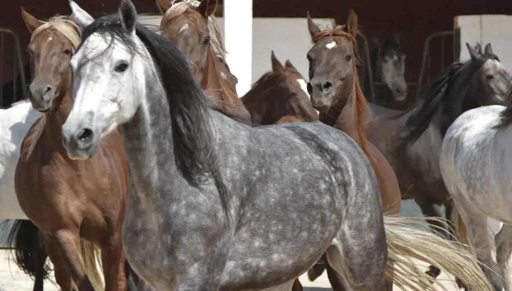 فيديو صادم... خيول جائعة ومحبوسة تثير غضب المغاربة