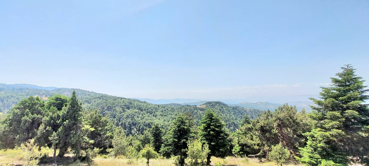 بطحة الشوح في القبيات قبل الحريق...