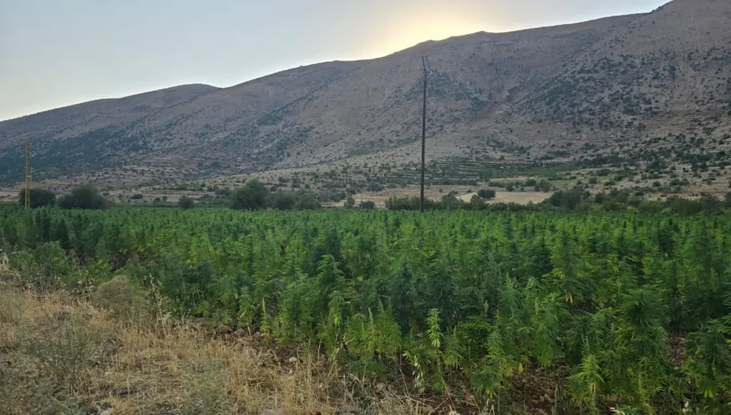 القنّب الهندي الشرعي في البقاع: مشروع تحرّر اقتصادي من قبضة السياسة والضريبة