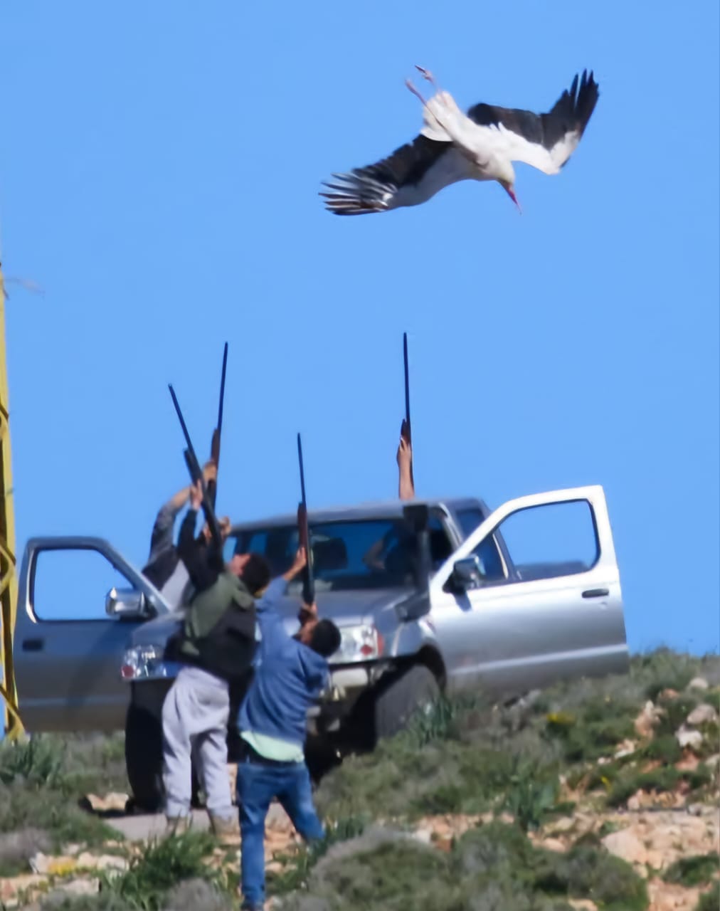 الطيور المهاجرة ضحية في لبنان (ميشال حلاق)