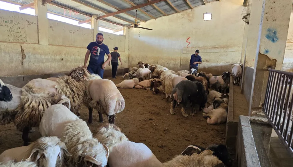 مغامرات شراء الأضحية عشية العيد... خروف الإنترنت الـ"سوبرمان" يشبه قطة!
