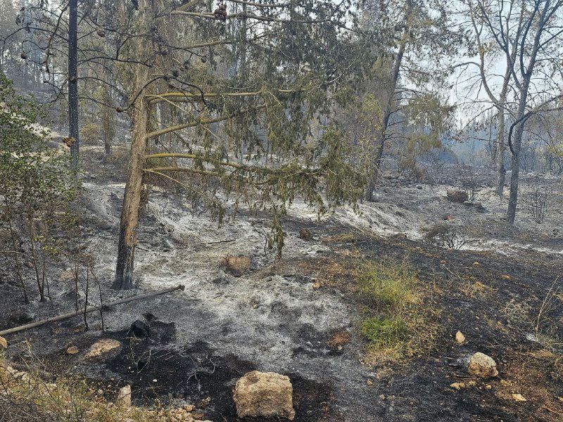 أشجار محترقة في القدس (إعلام عبري)