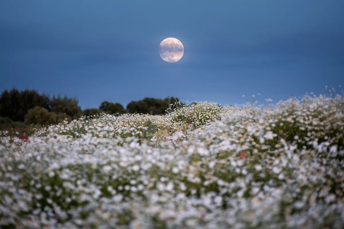 قمر الزهور خلال شهر أيار/مايو.
