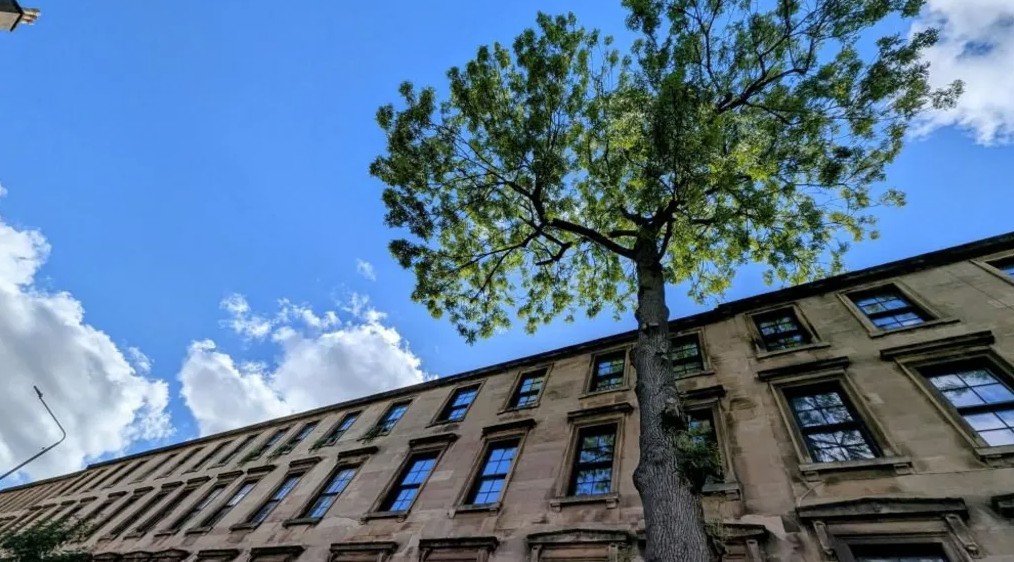 شجرة العام البريطانية 2025 (انستغرام)