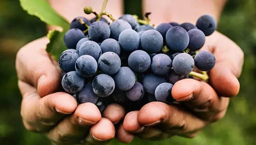 العنب أقدم من الحضارات: كيف شكلت الطبيعة تاريخه؟