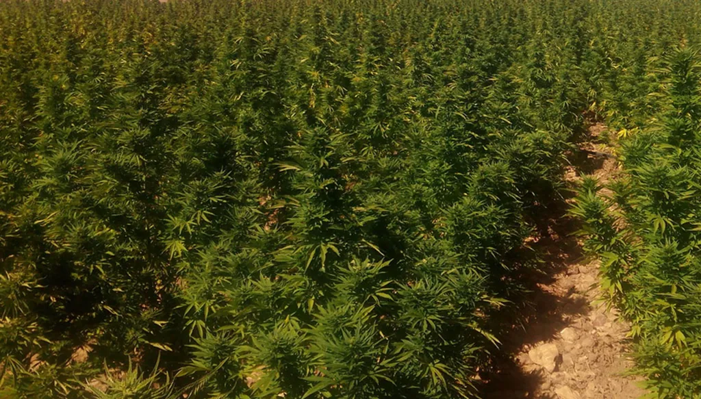 الجيش اللبناني: إتلاف مساحة مزروعة بالحشيشة وتوقيف 3 أشخاص